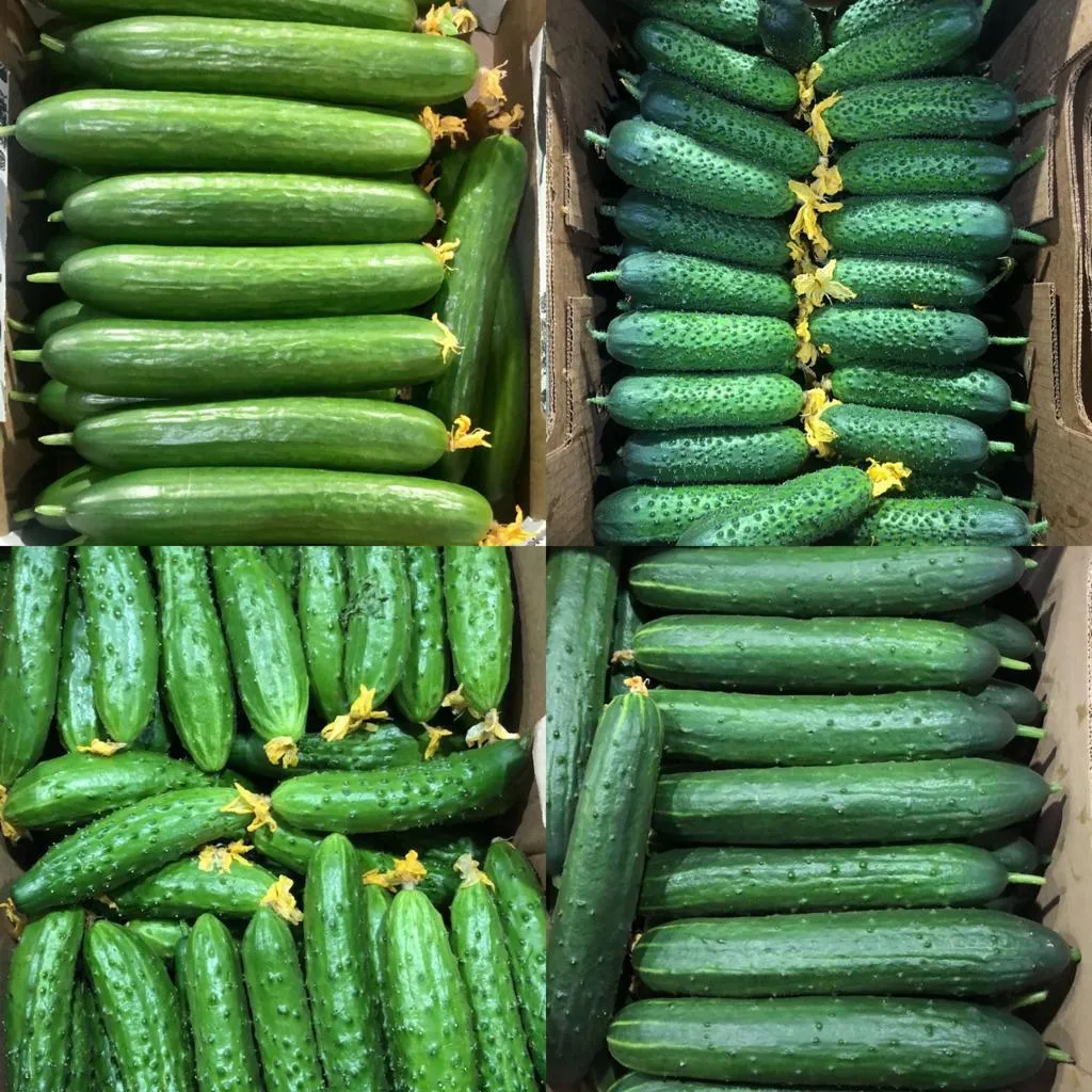 купить зелень, овощи, фрукты, ягода в Магадане и Магаданской области 2